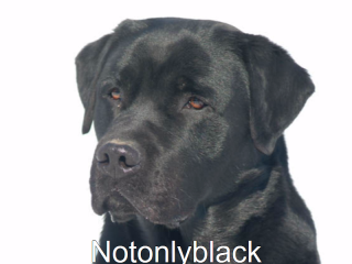 Cuccioli labrador