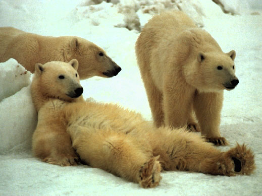 Orso bianco stanco cerca riposo