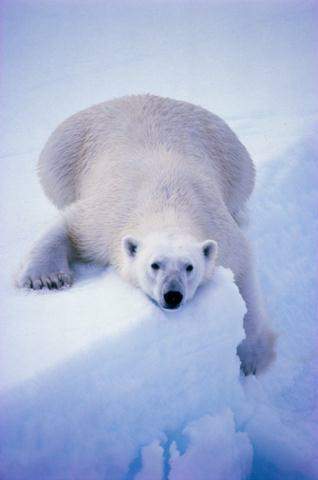 Orso bianco sfaticato