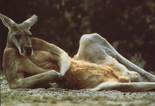 Canguro in relax