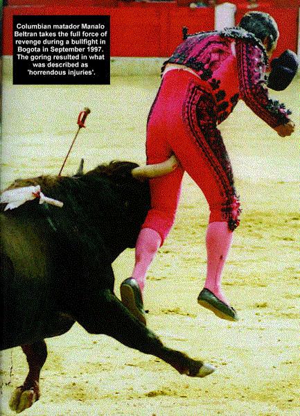 Torrero incornato dal toro durante la corrida