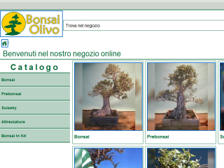 Bonsai Olivo