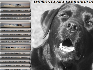 Allevamento Amatoriale Labrador Retriever
